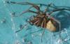 Eratigena sp.